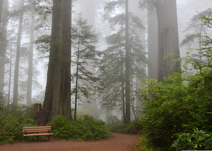 Redwood Fog